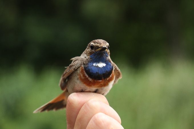 Blaukehlchen